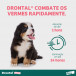 Drontal Puppy 20ML